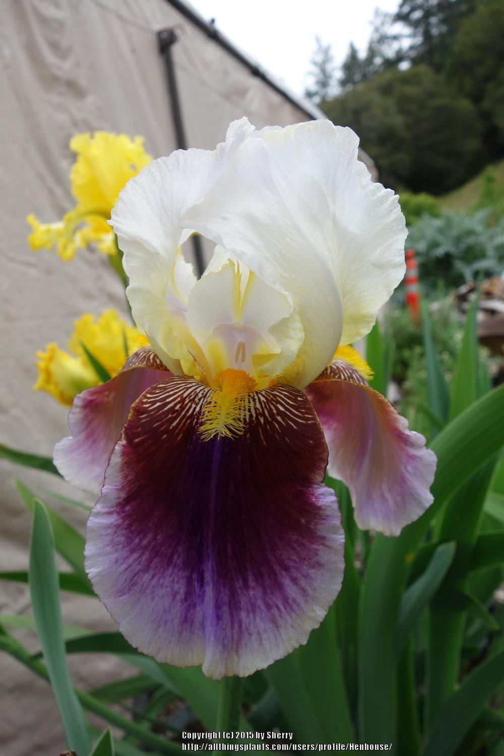 Photo of Tall Bearded Iris (Iris 'Double Rose Amo') uploaded by Henhouse