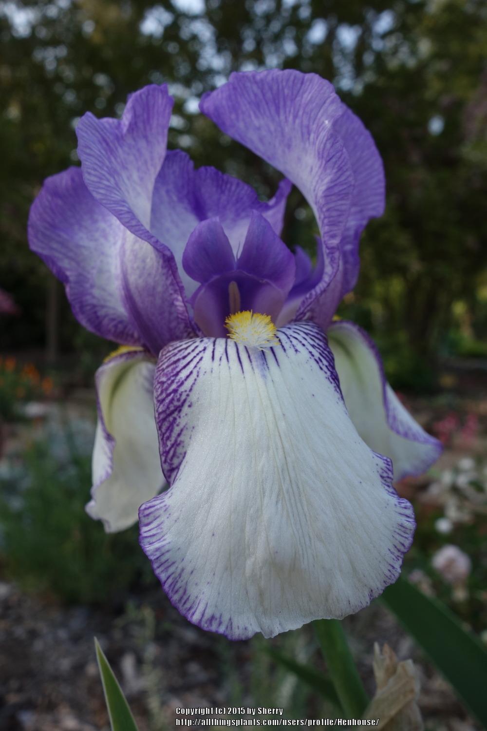 Photo of Tall Bearded Iris (Iris 'San Francisco') uploaded by Henhouse