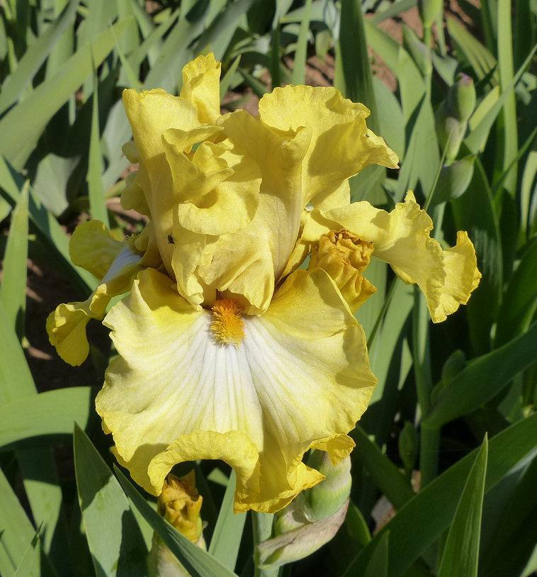 Photo of Tall Bearded Iris (Iris 'Scandinavian Gal') uploaded by Misawa77