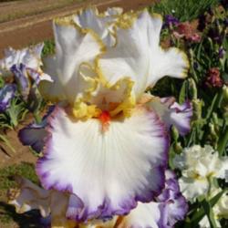 Location: Catheys Valley CA
Date: 04-22-2015
Photo courtesy of Superstition Iris Gardens, posted with permissi