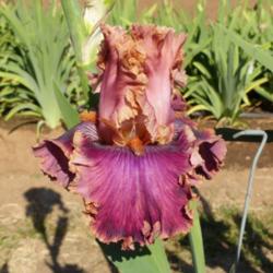Location: Catheys Valley CA
Date: 04-23-2015
Photo courtesy of Superstition Iris Gardens, posted with permissi