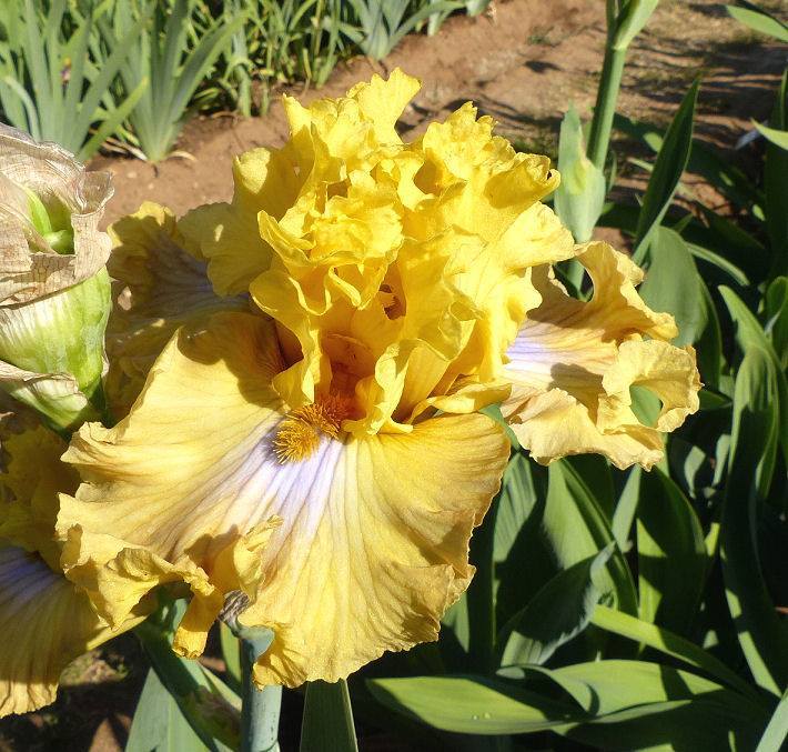 Photo of Tall Bearded Iris (Iris 'Frilled to Bits') uploaded by Misawa77