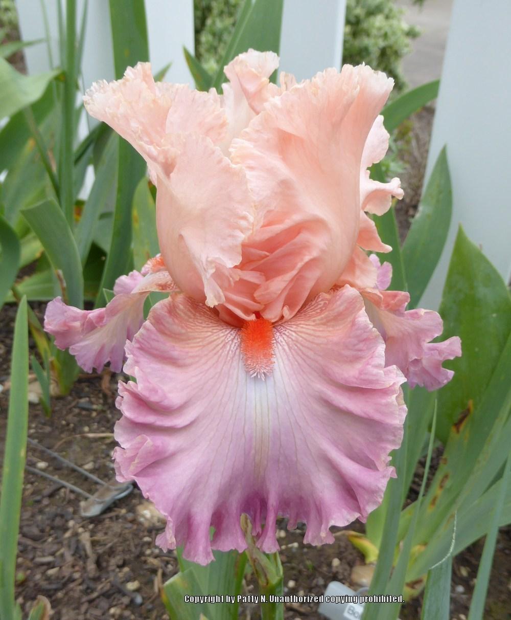 Photo of Tall Bearded Iris (Iris 'Bowled Over') uploaded by Patty