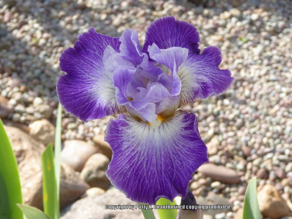 Photo of Tall Bearded Iris (Iris 'Making Time') uploaded by Patty