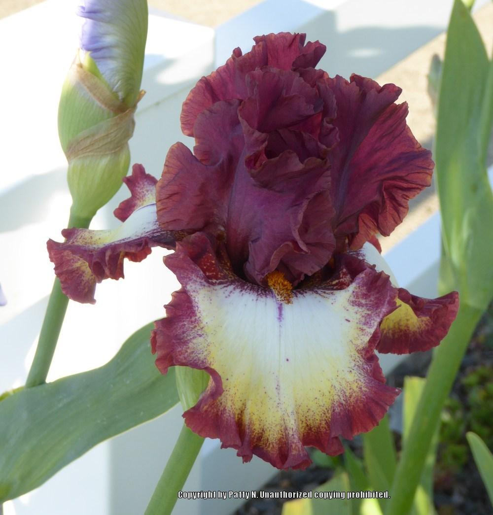 Photo of Tall Bearded Iris (Iris 'Class Ring') uploaded by Patty