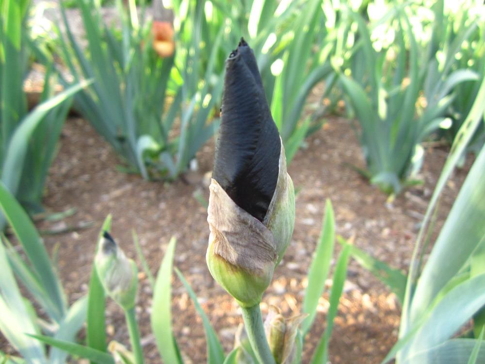 Photo of Tall Bearded Iris (Iris 'Anvil of Darkness') uploaded by UndertheSun