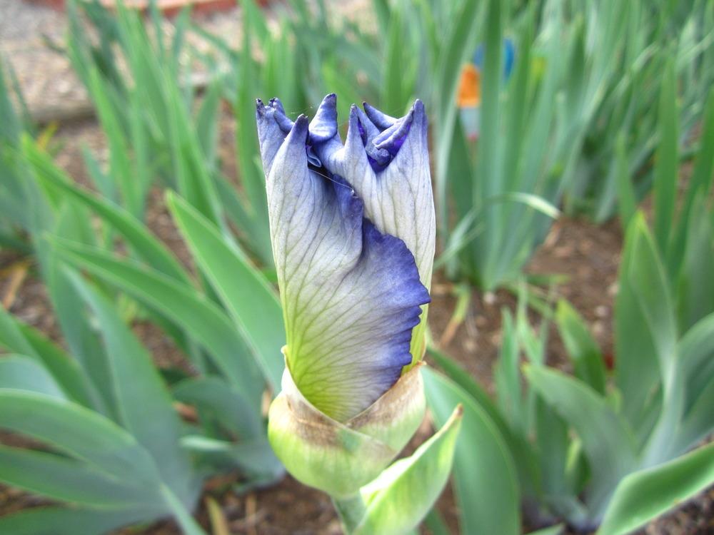 Photo of Tall Bearded Iris (Iris 'Brilliant Idea') uploaded by UndertheSun