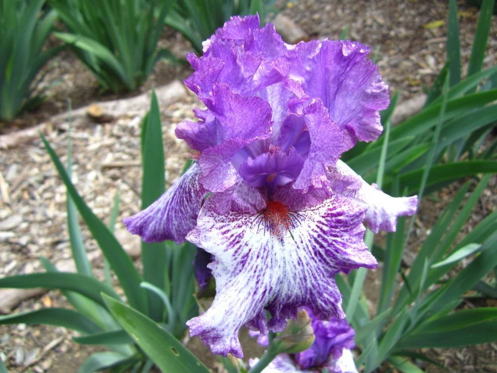 Photo of Tall Bearded Iris (Iris 'Splatter Art') uploaded by UndertheSun
