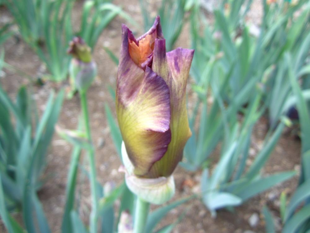 Photo of Tall Bearded Iris (Iris 'Marching Band') uploaded by UndertheSun