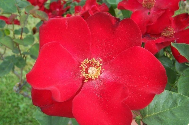 Photo of Rose (Rosa 'Altissimo') uploaded by admin