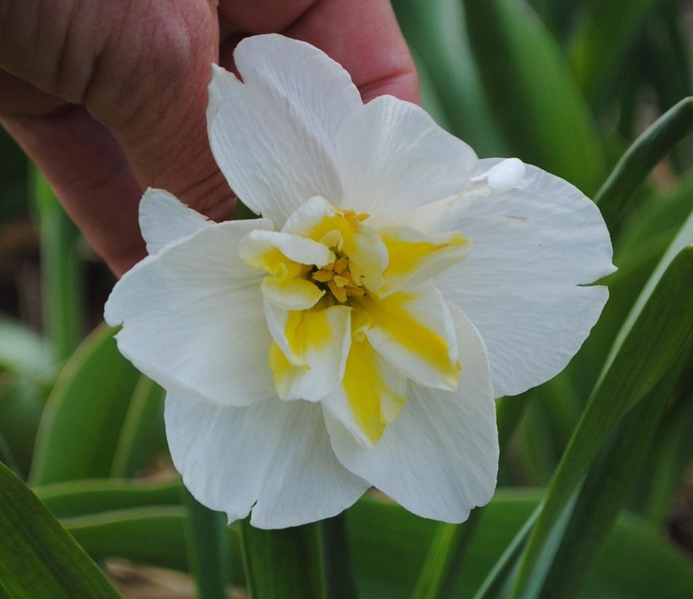 Photo of Split-Cupped Papillon Daffodil (Narcissus 'Lemon Beauty') uploaded by chelle