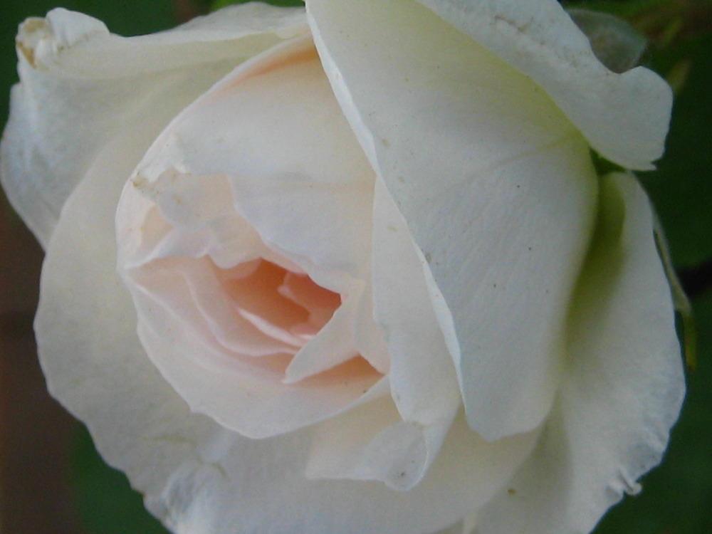 Photo of Rose (Rosa 'Prairie Snowdrift') uploaded by dorab