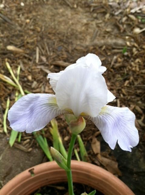 Photo of Miniature Tall Bearded Iris (Iris 'Pewee') uploaded by grannysgarden