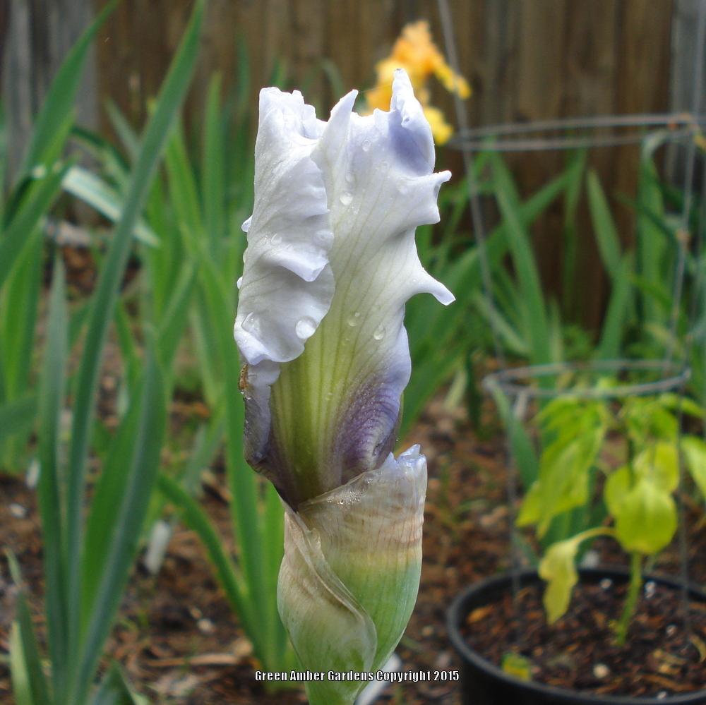 Photo of Tall Bearded Iris (Iris 'Wintry Sky') uploaded by lovemyhouse