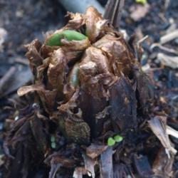 Location: Allentown, Pennsylvania
Date: 2015-04-22
very first sign of growth, late April in Pennsylvania