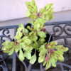 This plant is newly arrived from Rosy Dawn and shows a somewhat d
