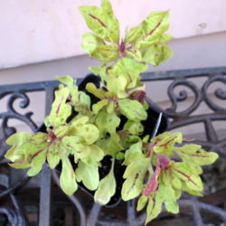 Location: Lincoln NE zone 5
Date: 2015-04-23
This plant is newly arrived from Rosy Dawn and shows a somewhat d