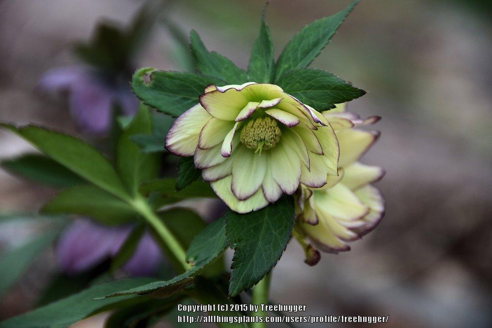 Photo of Hellebore (Helleborus Winter Jewels™ Rose Quartz) uploaded by treehugger