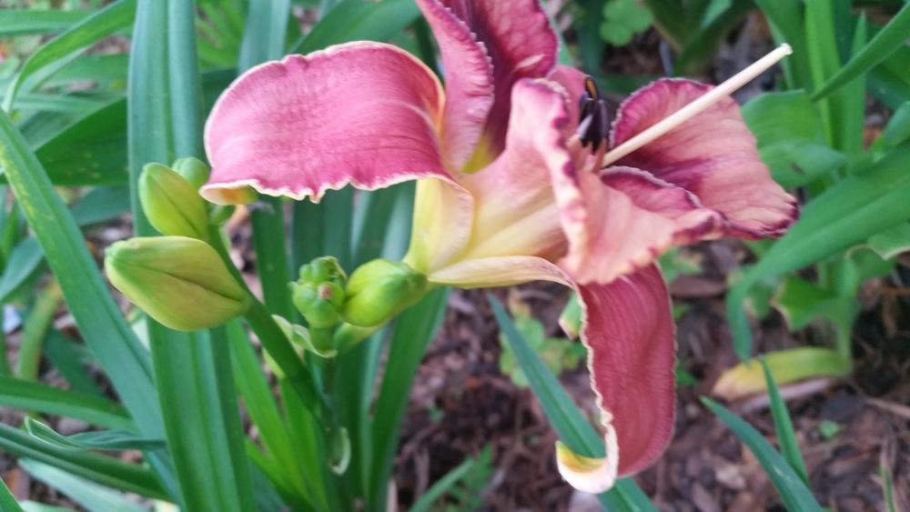 Photo of Daylily (Hemerocallis 'Butterfly Cove') uploaded by value4dollars