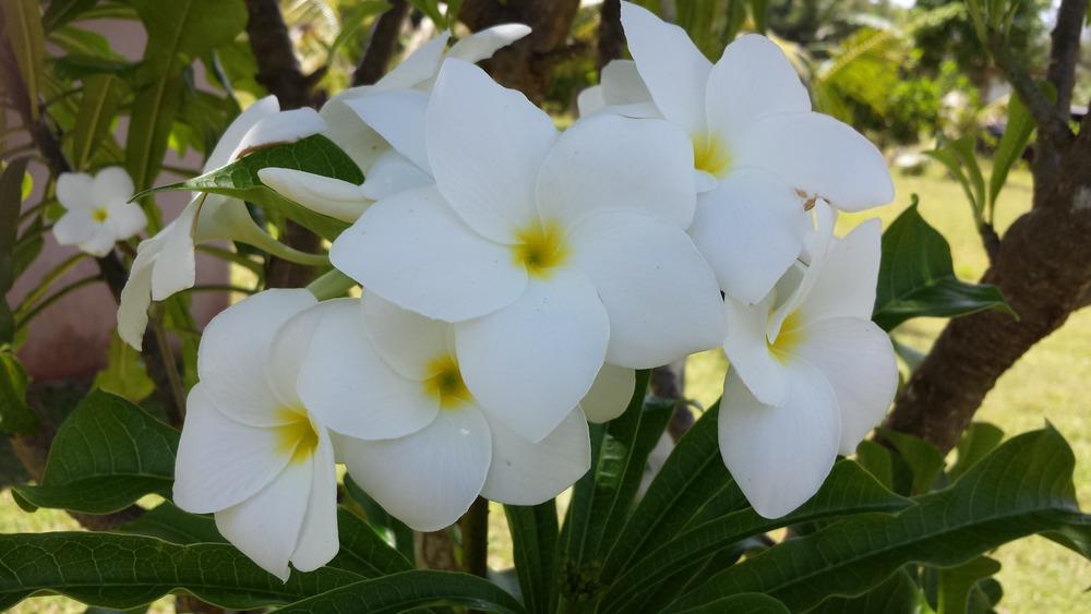 Photo of Bridal Bouquet (Plumeria pudica) uploaded by BabyK