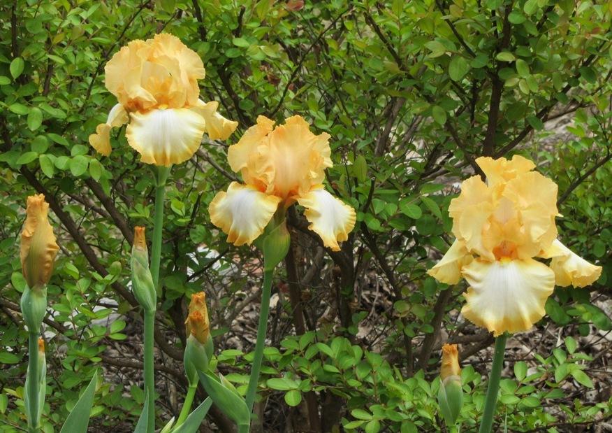 Photo of Tall Bearded Iris (Iris 'Amber Amulet') uploaded by Bloombuddie