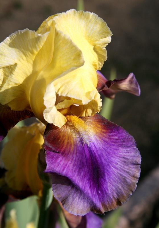 Photo of Tall Bearded Iris (Iris 'Gina the Gypsy') uploaded by Calif_Sue
