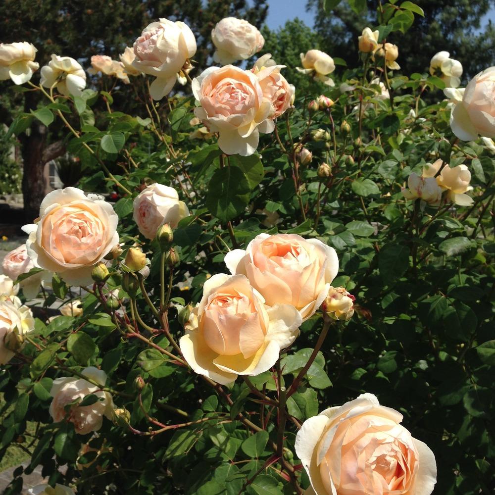 Photo of Rose (Rosa 'Jude the Obscure') uploaded by HamiltonSquare