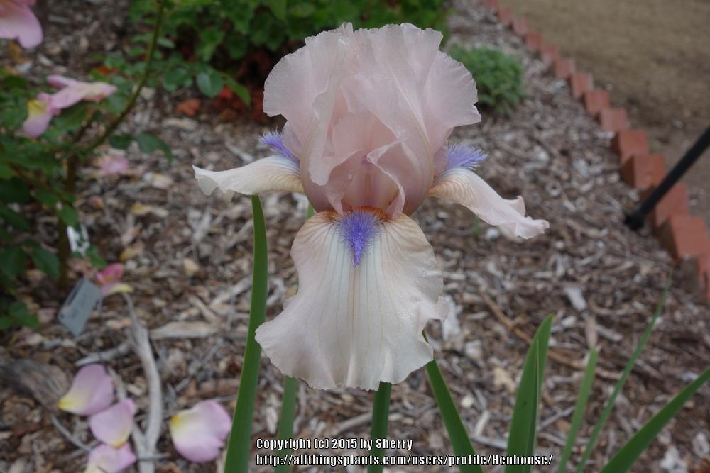 Photo of Intermediate Bearded Iris (Iris 'Concertina') uploaded by Henhouse