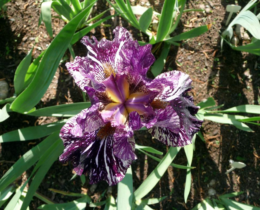 Photo of Tall Bearded Iris (Iris 'Peggy Anne') uploaded by Lestv
