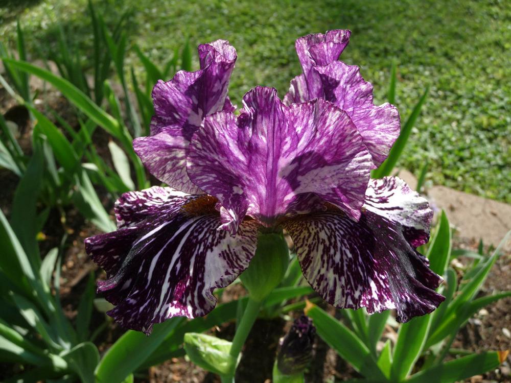Photo of Tall Bearded Iris (Iris 'Peggy Anne') uploaded by Lestv