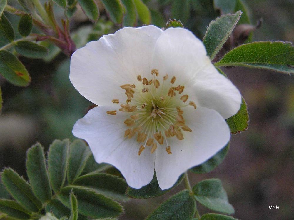 Photo of Wingthorn Rose (Rosa omeiensis) uploaded by admin
