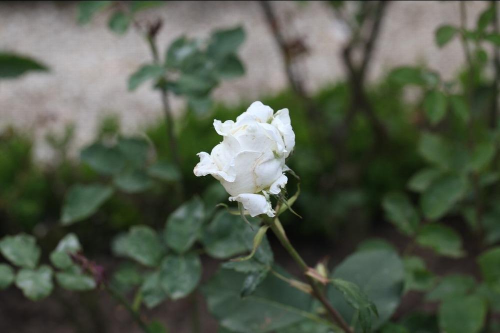 Photo of Rose (Rosa 'Argental') uploaded by admin
