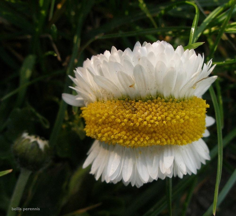 Photo of English Daisy (Bellis perennis) uploaded by admin
