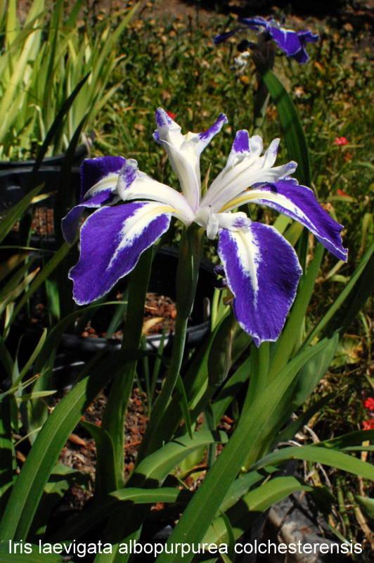 Photo of Species Iris (Iris laevigata 'Colchesterensis') uploaded by coboro