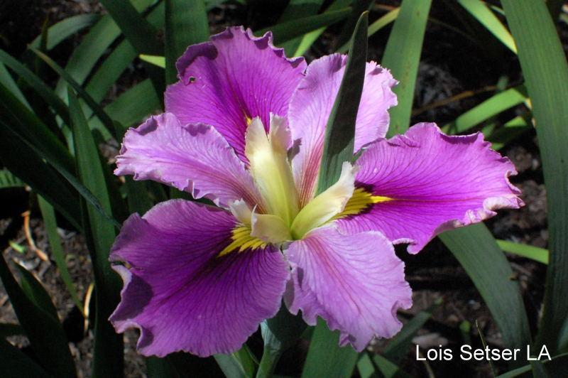 Photo of Louisiana Iris (Iris 'Lois Setser') uploaded by coboro