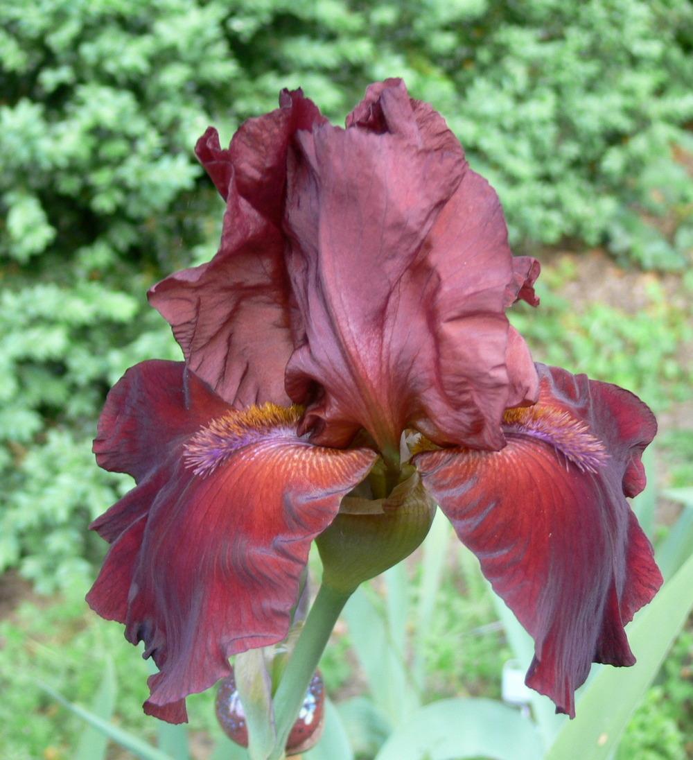 Photo of Tall Bearded Iris (Iris 'Cracklin Burgundy') uploaded by janwax