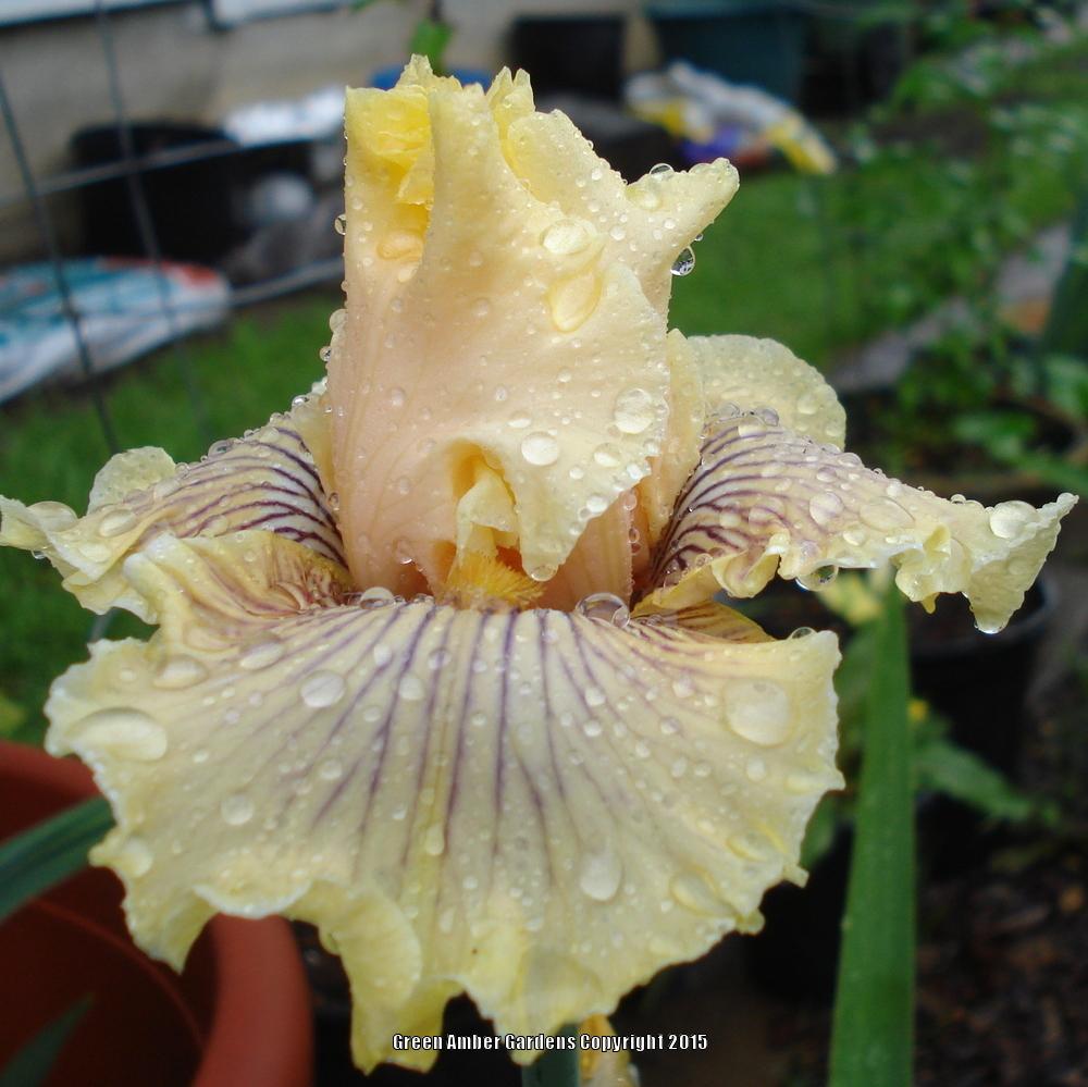Photo of Tall Bearded Iris (Iris 'Cotillion Gown') uploaded by lovemyhouse
