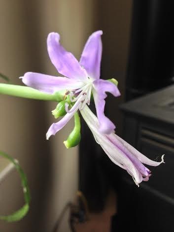 Photo of Mini Worsleya (Griffinia espiritensis) uploaded by nh4me