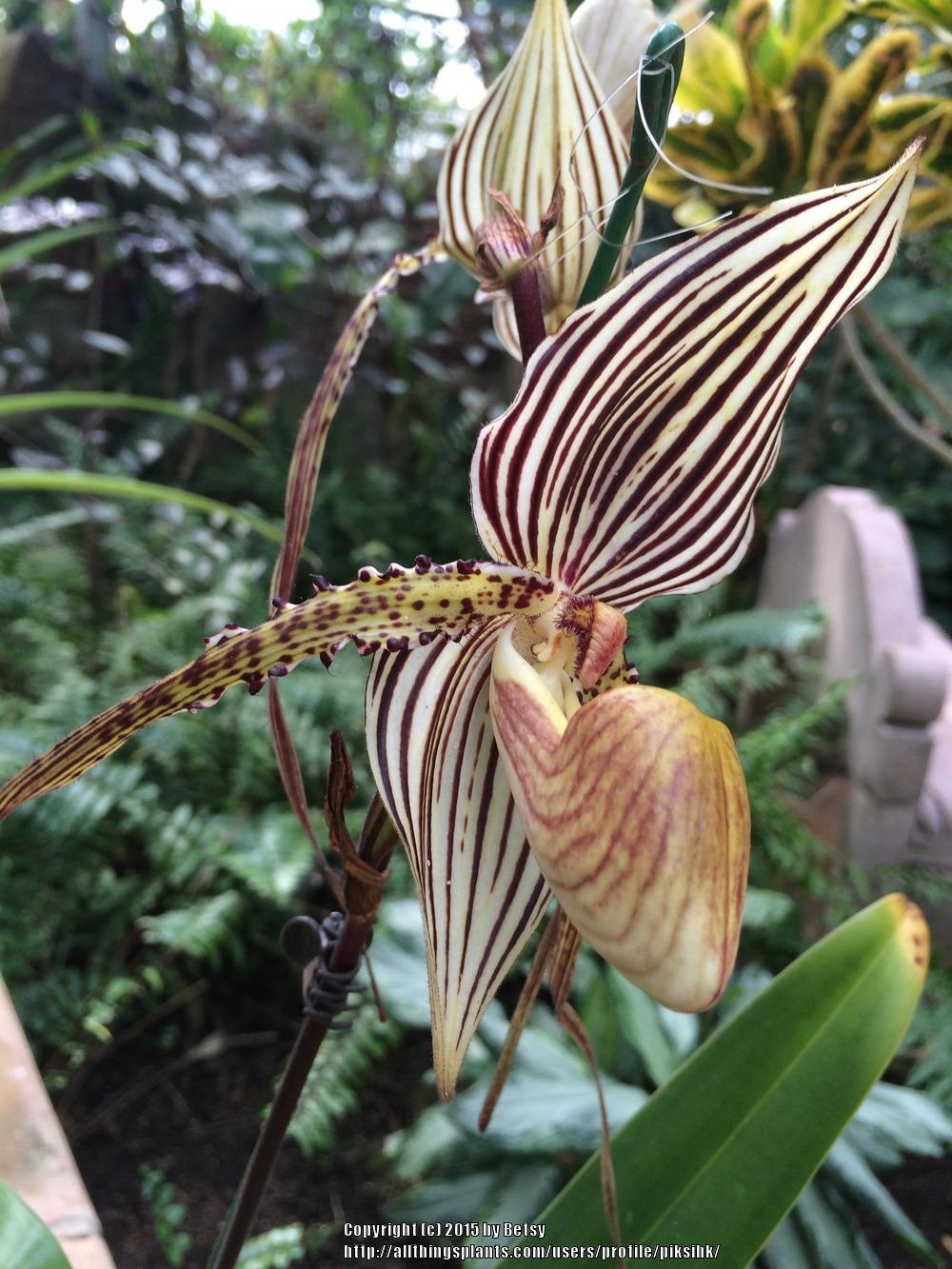 Photo of Slipper Orchid (Paphiopedilum) uploaded by piksihk