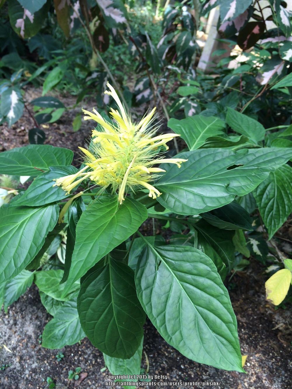 Photo of Yellow Jacobinia (Justicia aurea) uploaded by piksihk