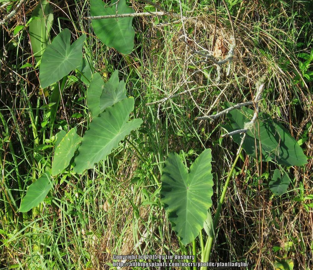 Photo of Elephant Ear (Colocasia esculenta) uploaded by plantladylin