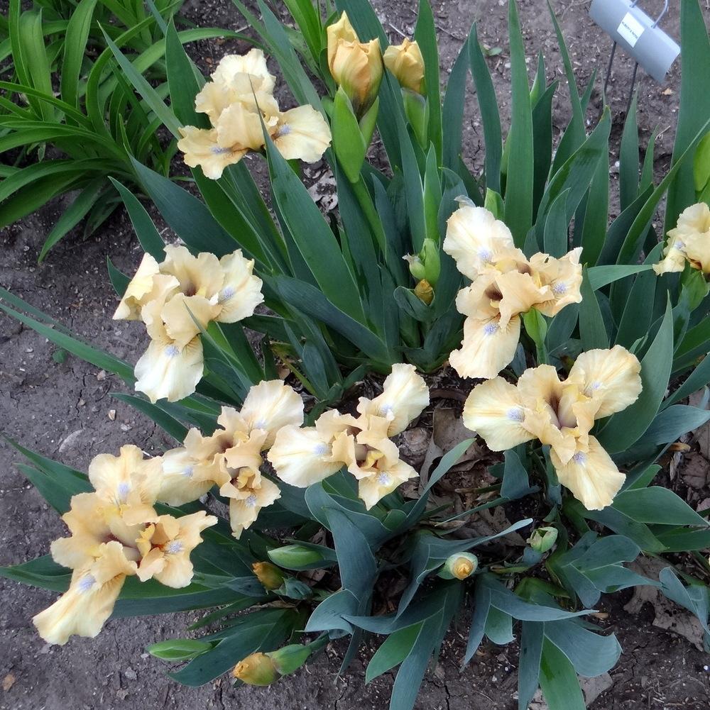 Photo of Standard Dwarf Bearded Iris (Iris 'Add It Up') uploaded by stilldew