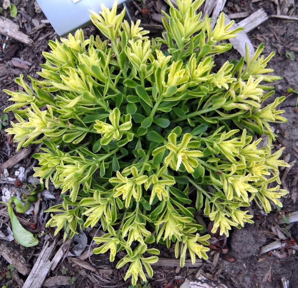 Photo of Kamchatka Stonecrop (Phedimus kamtschaticus 'Sweet and Sour') uploaded by stilldew
