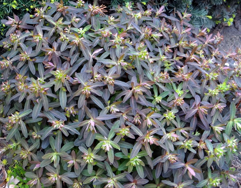 Photo of Purple Spurge (Euphorbia dulcis 'Chameleon') uploaded by stilldew
