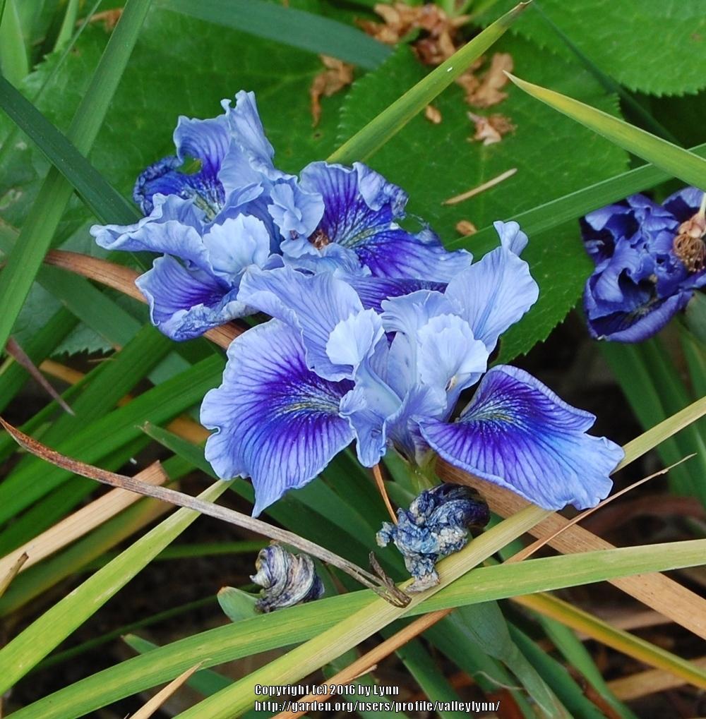 Photo of Pacific Coast Iris (Iris 'Blue Plate Special') uploaded by valleylynn