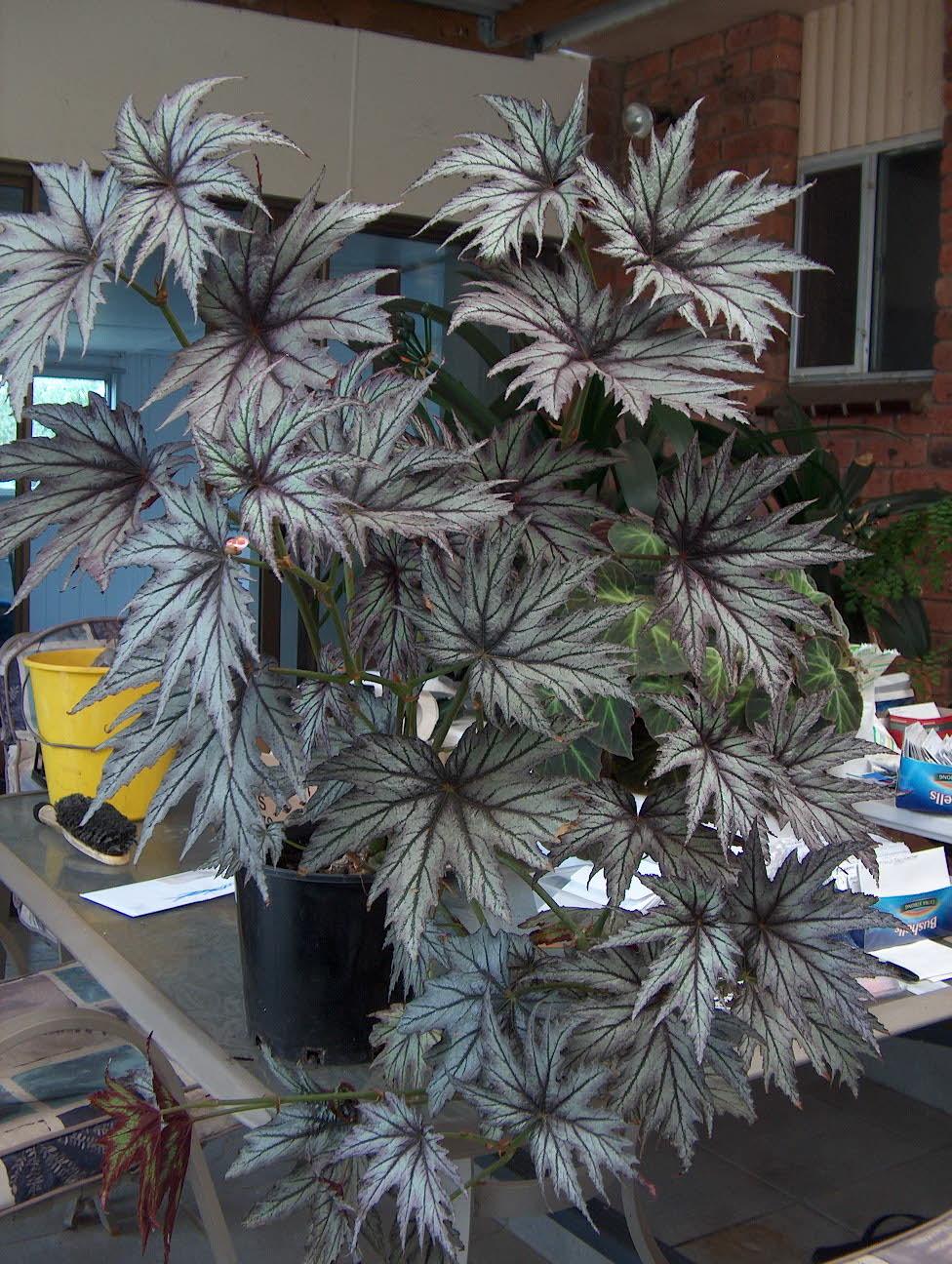 Photo of Rhizomatous Begonia (Begonia 'Connee Boswell') uploaded by vanozzi