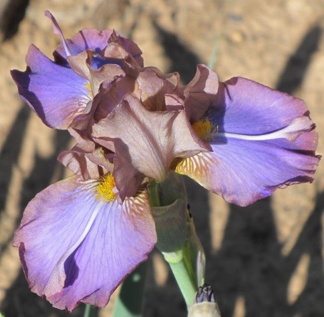 Photo of Intermediate Bearded Iris (Iris 'Devilish Nature') uploaded by Bloombuddie