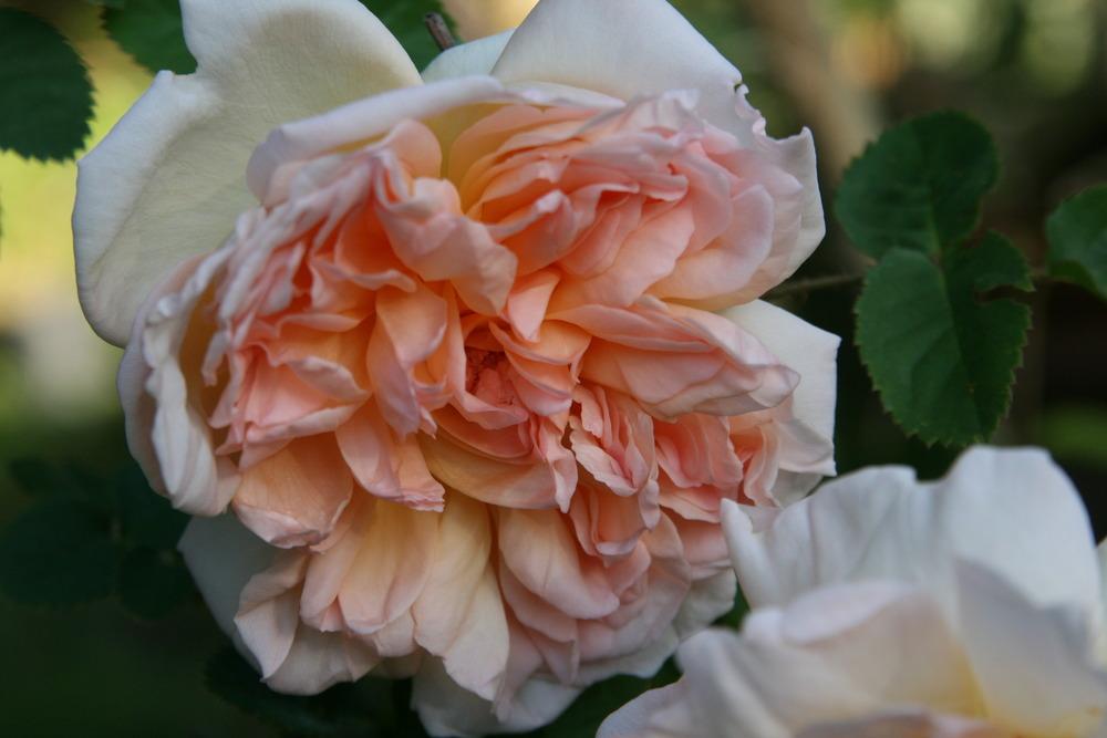Photo of Rose (Rosa 'Cressida') uploaded by Calif_Sue