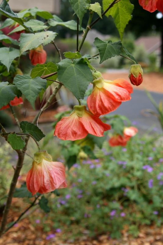 Photo of Flowering Maple (Abutilon 'Victor Reiter') uploaded by Calif_Sue