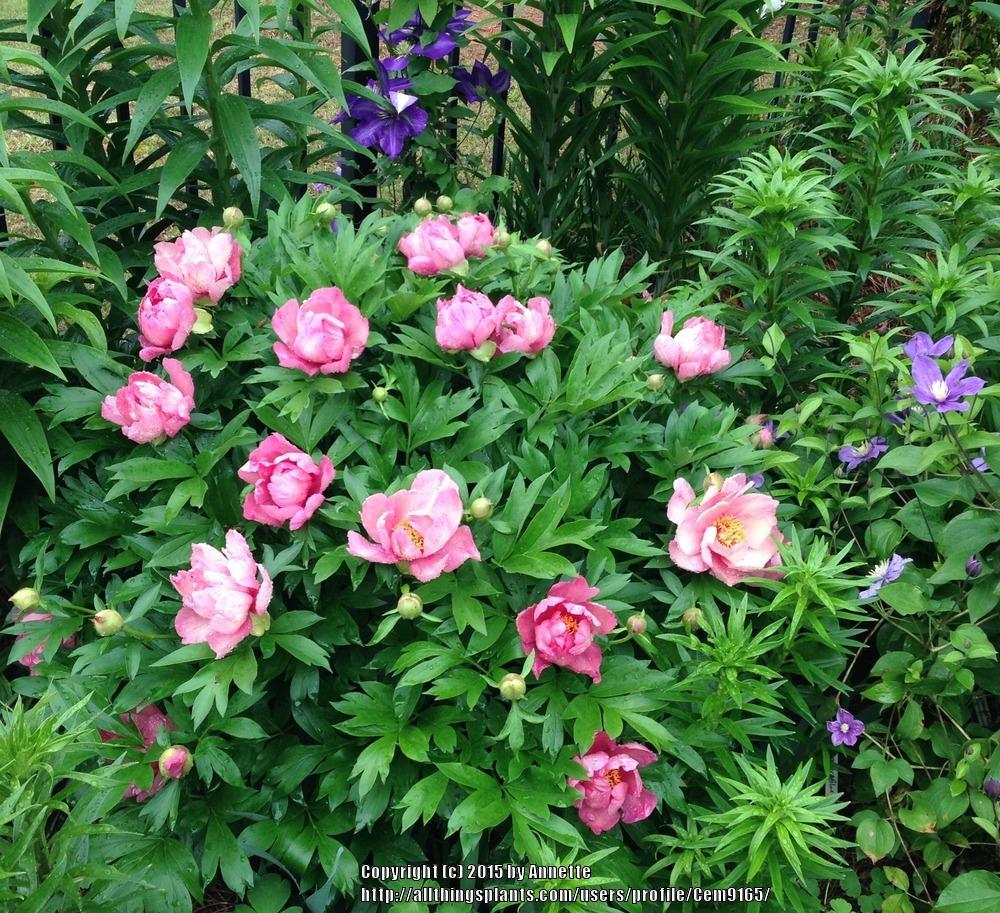 Photo of Intersectional Peony (Paeonia Keiko™) uploaded by Cem9165